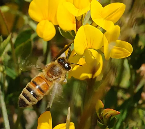 A HONEY BEE nectars flowers on the grounds of the Marshall (Calif.) Post Office in Marin County. (Photo by Kathy Keatley Garvey)