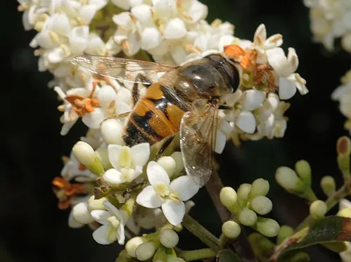 A SYRPHID FLY, aka flower fly or hover fly, nectars flowers on the grounds of the Marshall (Calif.) Post Office in Marin County. (Photo by Kathy Keatley Garvey)
