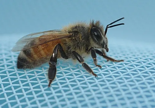 EXHAUSTED, a soaked honey bee (she fell into a swimming pool and two-legged humans fished her out) gathers her strength. (Photo by Kathy Keatley Garvey)