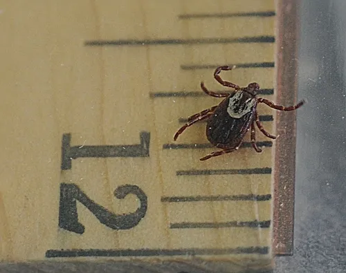 THIS DOG TICK, from the genus Dermacentor, is an adult female. When she's embedded and gorged with blood, she will swell to about half-an-inch long. Here she's crawling on a ruler. (Photo by Kathy Keatley Garvey)