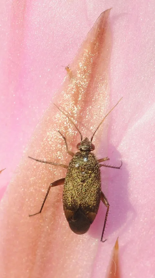 PLANT BUG, from the family Miradae, scurries up a pink cactus, Echinopsis. (Photo by Kathy Keatley Garvey)