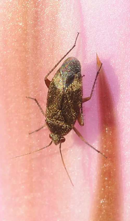 WHAT GOES UP must come down. A plant bug (family Miridae) heads downward on a pink cactus, Echinopsis. (Photo by Kathy Keatley Garvey)