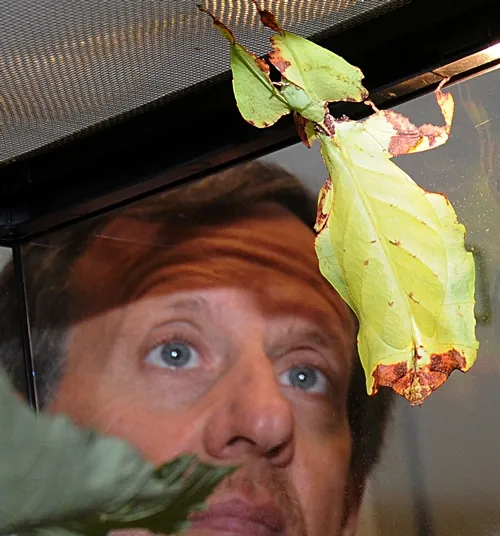 STEVE HEYDON, senior museum scientist at the Bohart Museum of Entomology, checks out a walking leaf, Phyllium giganteum, a native of Malaysia. The camouflaged insect looks like an autumn leaf turning colors. (Photo by Kathy Keatley Garvey)