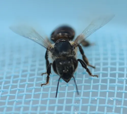 RECUPERATING from an unwanted dip in a swimming pool, this Carniolan honey bee is just about ready to take flight. (Photo by Kathy Keatley Garvey)