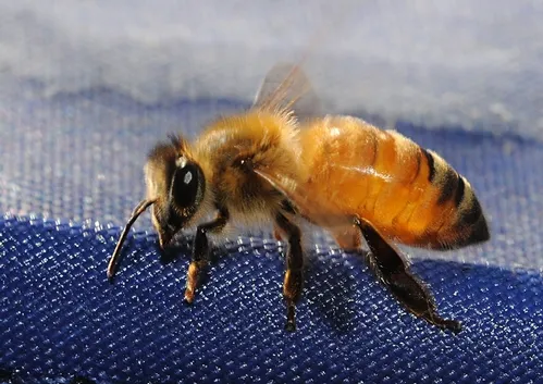 THIS ITALIAN BEE rests after a near fatal dip in a swimming pool while she was trying to collect water for her hive. (Photo by Kathy Keatley Garvey)