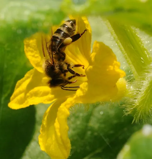 THE POLLEN LOAD on this honey bee, nectaring a cucumber blossom, is a bright yellow. (Photo by Kathy Keatley Garvey)