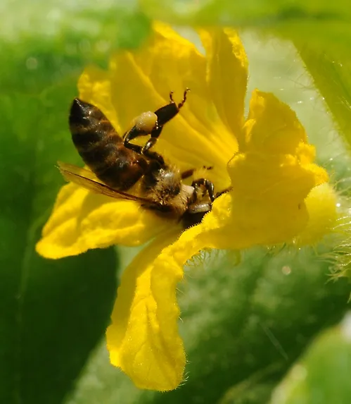HONEY BEE, ready for flight, packs her pollen load. (Photo by Kathy Keatley Garvey)