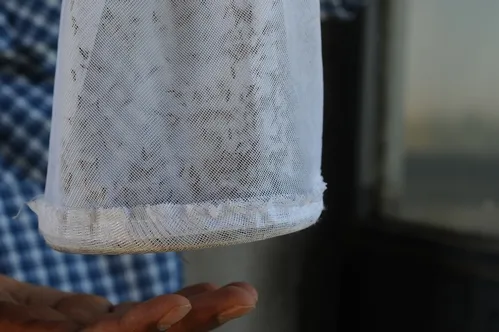CLOSE-UP photo of a mesh bag of 2000 Culex mosquitoes shows them drawn to his hand below. He trapped the 2000 all in one night at the Yolo Causeway and has trapped as many as 3000 there in a single night. (Photo by Kathy Keatley Garvey)