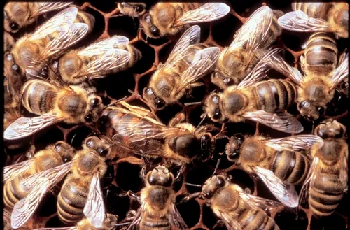 CLASSIC RETINUE--A queen bee is surrounded by her royal attendants--the retinue. (Photo courtesy of Susan Cobey, Harry H. Laidlaw Jr. Honey Bee Research Facility, UC Davis)