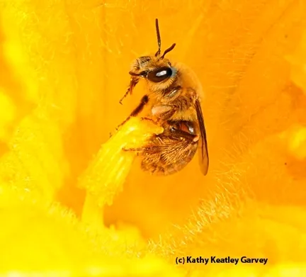 A squash bee, Peponapis pruinosa. (Photo by Kathy Keatley Garvey)