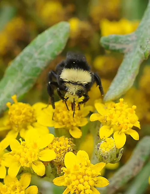 THIS BUMBLE BEE, a worker or female bee, is a Bombus vosnesenskii, the most common bumble bee at Bodega Bay. She is nectaring coastal goldfields (Lasthenia minor), a native wildflower. (Photo by Kathy Keatley Garvey)