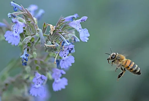HONEY BEE, with tongue extended, heads for catmint (Nepeta faassenii). This will be among the plants in the half-acre Häagen-Dazs Honey Bee Haven, to be open to the public Oct. 16 on Bee Biology Road, UC Davis. (Photo by Kathy Keatley Garvey)