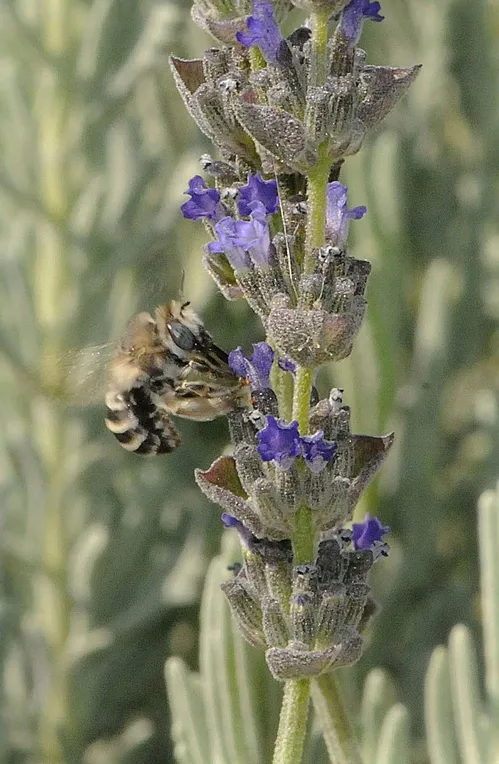 TINY Anthophora urbana nectaring lavender. (Photo by Kathy Keatley Garvey)