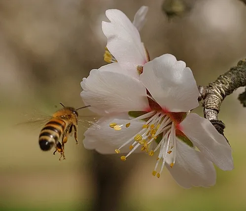 HONEY BEE heads toward an almond blossom. Saturday, Aug. 22 is National Honey Bee Awareness Day. Without honey bees, we would not have almonds. Two hives per acre are needed to pollinate California's 700,000 acres. (Photo by Kathy Keatley Garvey)