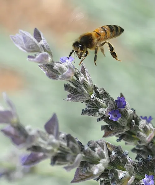 HONEY BEE heads for lavender. "It's especially important to provide nectar and pollens at the end of the season-- late summer and fall," says Extension Apiculturist Eric Mussen of UC Davis. "That's when resources tend to become scarce." (Photo by Kathy Keatley Garvey)