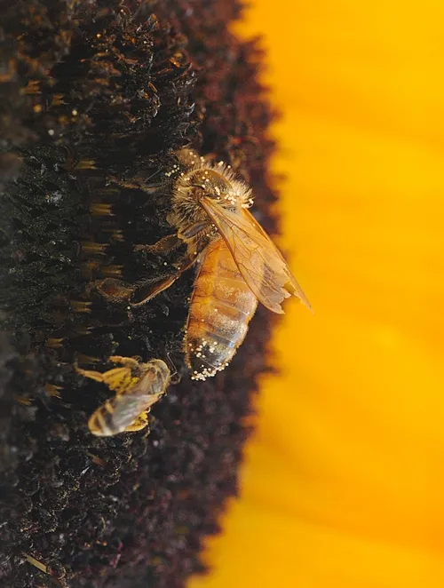 CLOSE-UP of a honey bee and a sweat bee clearly illustrates the size disparity. The honey bee is covered with pollen from a nearby hollyhock. (Photo by Kathy Keatley Garvey)