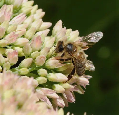 SIDE VIEW of honey bee shows her examining the yet-to-bloom Autumn Joy sedum. (Photo by Kathy Keatley Garvey)