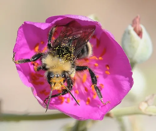 YELLOW-FACED bumble bee inside a rock purslane blossom. (Photo by Kathy Keatley Garvey)