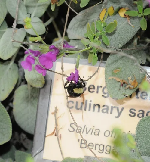 BLACK-FACED BUMBLE BEE, Bombus californicus, nectars salvia in the Storer Garden, UC Davis. This salvia is Salvia officinalis, cultivar Berggarten. (Photo by Kathy Keatley Garvey)