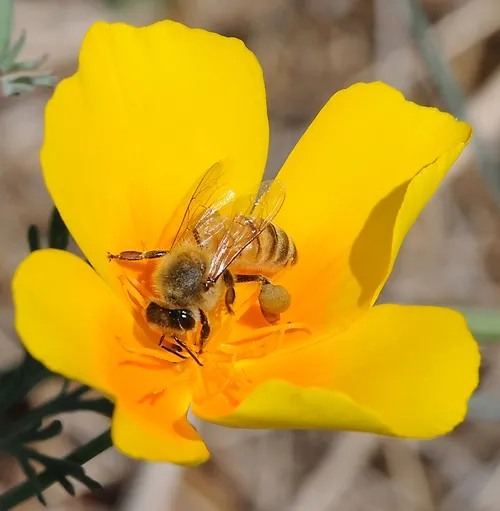 CAMPUS BUZZWAY will be planted this fall with California poppies, coreopsis (tickseed) and lupine. Scenes like this--a honey bee nectaring a California poppy--will be common next spring. (Photo by Kathy Keatley Garvey)