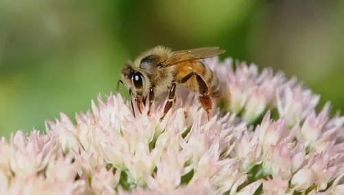 A HONEY BEE nectars sedum, a favorite among gardeners and bees. This sedum is "Autumn Joy." (Photo by Kathy Keatley Garvey)