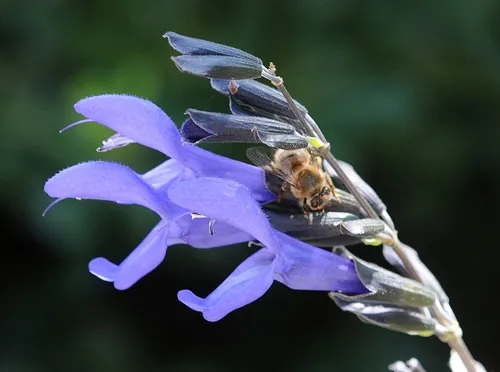 BLUE INTENSITY of this sage is in sharp contrast to the amber-colored honey bee. (Photo by Kathy Keatley Garvey)