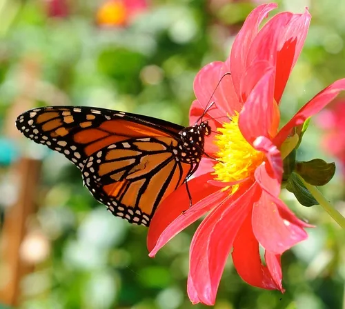 IT'S IN THE ANTENNAE--University of Massachusetts Medical School neurobiologists published an article in Science today (Sept. 25) that identifies a new role of the antennae in monarch butterfly migration. The key mechanism is not in the brain, but in the antennae. This photo shows a monarch nectaring last weekend in the Luther Burbank Gardens, Santa Rosa. (Photo by Kathy Keatley Garvey)