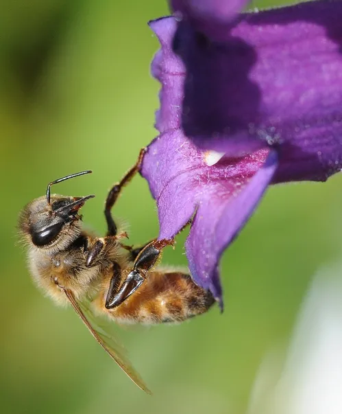 HONEY BEE pauses after nectaring the purple Penstamon and begins to extend her tongue. (Photo by Kathy Keatley Garvey)