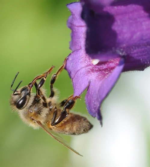 HONEY BEE extends her tongue to its full length and cleans it with brushes of her hair on her forelegs. (Photo by Kathy Keatley Garvey)