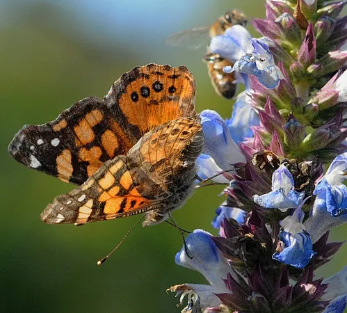 AWARE of each other, the West Coast Lady and the honey bee position themselves for flight. (Photo by Kathy Keatley Garvey)