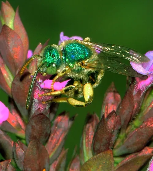 THIS MALE green metallic sweat bee, Agapostemon texanus, looks as if someone poured fluorescent paint on it. It's about one-fourth the size of a honey bee. (Photo by Kathy Keatley Garvey)
