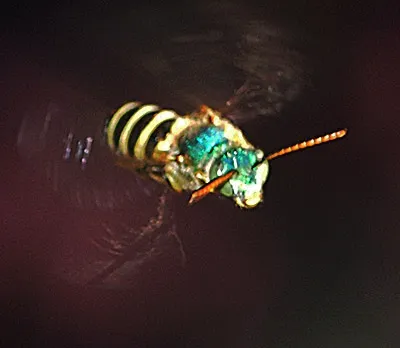 IN FLIGHT--This tiny green metallic sweat bee is in a hurry. (Photo by Kathy Keatley Garvey)