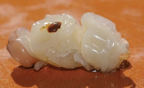 THIS VARROA MITE is feeding on a drone pupa. Varroa mites reproduce in the brood cells and attack the developing bees. (Photo by Kathy Keatley Garvey)