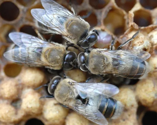 UNLIKE many bees, these drones (males) are mite free. Most hives throughout the United States have Varroa mites. (Photo by Kathy Keatley Garvey)