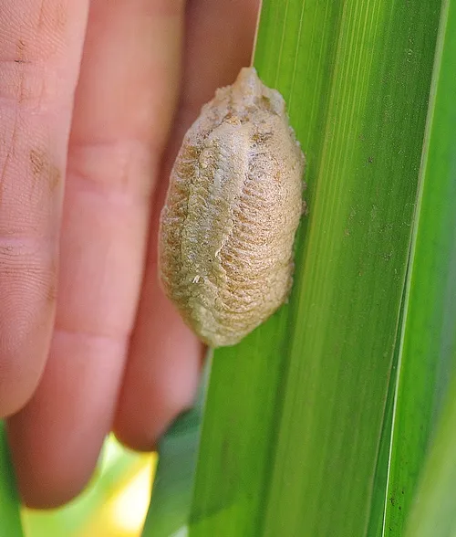THIS EGG CASE on a potted plant outside the Harry H. Laidlaw Jr. Honey Bee Research Facility, UC Davis, will yield from 100 to 200 tiny mantises next spring when the weather warms. A praying mantis recently deposited her eggs on the plant. (Photo by Kathy Keatley Garvey)