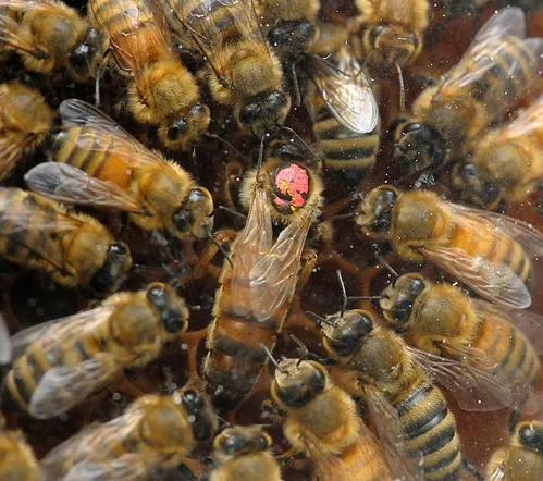QUEEN BEE, marked with the dot, is circled by her royal attendants in a retinue. This was taken through the glass of an observation hive. (Photo by Kathy Keatley Garvey)