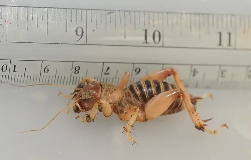 JERUSALEM CRICKET is not really a true cricket or a true bug. It's an insect that burrows beneath the soil to feed on decaying organic matter. During a heavy rainfall, you'll see them emerge from the soaked ground. (Photo by Kathy Keatley Garvey)