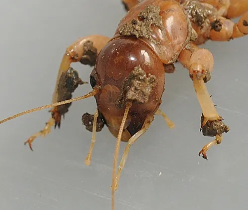 CLOSE-UP of a head of a Jerusalem cricket. Note the mud splattered on one eye. (Photo by Kathy Keatley Garvey)