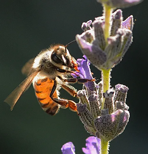 HONEY BEE nectaring lavender. Los Alamos National Laboratory has developed a method for training the common honey bee to detect the explosives used in bombs. The method involves the tongue or proboscis. (Photo by Kathy Keatley Garvey)