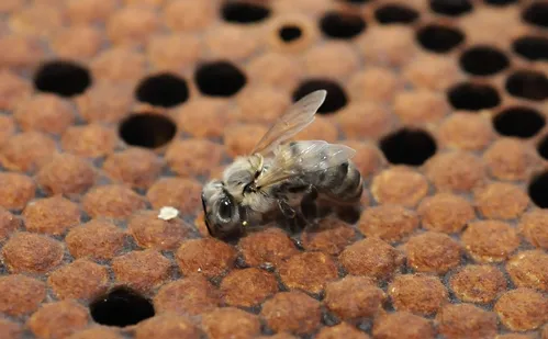 NEWLY EMERGED BEE at the Harry H. Laidlaw Jr. Honey Bee Research Facility, UC Davis. Bees like this are now welcome in Allendale, N.J., thanks to the successful efforts of beekeeper Dianne DiBlasi to lift a ban on backyard beekeeping. (Photo by Kathy Keatley Garvey)