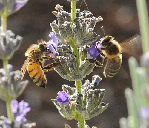 SHARING A LAVENDER are an Italian bee (left) and a Carniolan bee, two races of the species Apis mellifera. (Photo by Kathy Keatley Garvey)