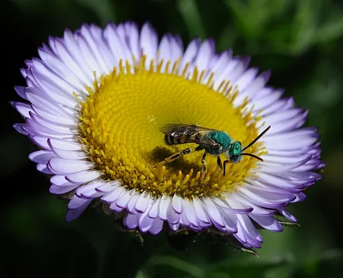 THIS MALE green metallic sweat bee, Agapostemon texanus, is nectaring a Seaside daisy, the Erigeron glaucus Wayne Roderick. (Photo by Kathy Keatley Garvey)