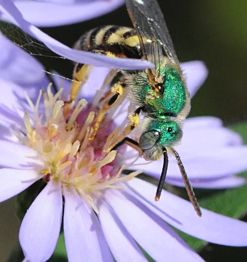 EYES of the metallic green sweat bee are clearly visible in this photo of a bee nectaring an aster. (Photo by Kathy Keatley Garvey)