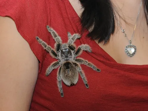CLOSE-UP of the exquisite rose-haired taranatula, a native of Chile. It's known for its gentleness and is a favorite at the Bohart Museum of Entomology. (Photo by Kathy Keatley Garvey)