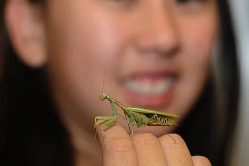 PRAYING MANTIS perches on Nanase Nakanishi's hand at the Bohart Museum of Entomology, UC Davis. (Photo by Kathy Keatley Garvey)