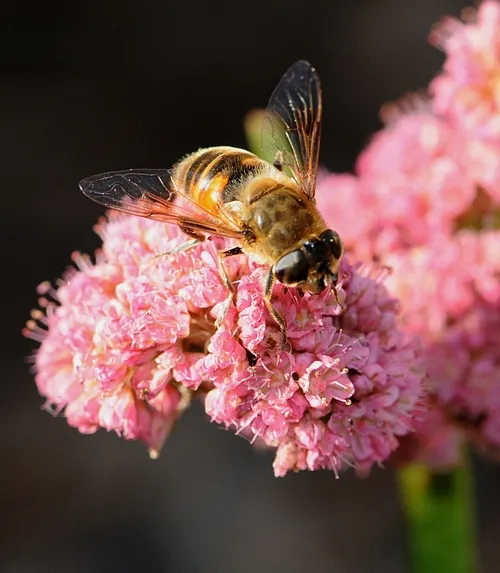 LOOKING FOR NECTAR in all the right places is this hover fly, aka flower fly. It's on red buckwheat. (Photo by Kathy Keatley Garvey)