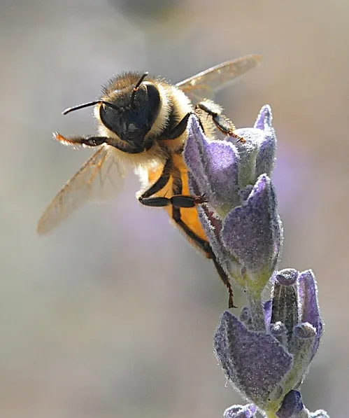 THIS HONEY BEE, on a lavender blossom, appears to "wave." She's actually ready for take-off. (Photo by Kathy Keatley Garvey)