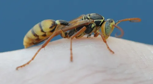 SLOW-MOVING yellow-legged paper wasp, Mischocyttarus flavitarsis. (Photo by Kathy Keatley Garvey)