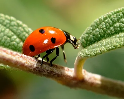 LADYBUG searching for more aphids. (Photo by Kathy Keatley Garvey)
