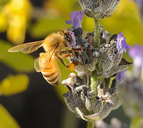 LOOKING like pure gold, an Italian bee nectars lavender. The yellow leaves of a pomegranate tree are in the background. (Photo by Kathy Keatley Garvey)
